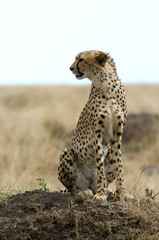 Portrait of a Cheetah, Masai Mara, Kenya