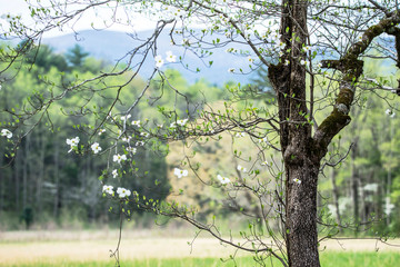 Scenics Dogwood Trees blooming in the landscape of Cades Cove.
