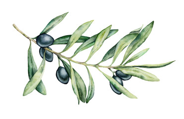 Watercolor black olive branch set. Hand painted floral illustration with olive fruit and tree branches with leaves isolatedon white background. For design, print and fabric.