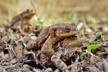 Erdkröte bei der Paarung