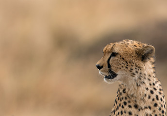 Portrait of a Cheetah, Masai Mara, Kenya