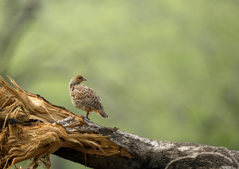 Grey francolin on a fallen tree at Ranthambore National Tiger Reserve