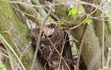 Vogelnest zwischen den Ästen