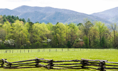 Scenics Dogwood Trees blooming in the landscape of Cades Cove.