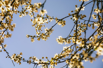 A beautiful spring white blooming flowers on the tree bloom on the branches of trees on a sunny day