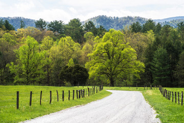 Scenics Dogwood Trees blooming in the landscape of Cades Cove.