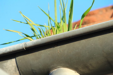 Grasbüschel in der Dachrinne