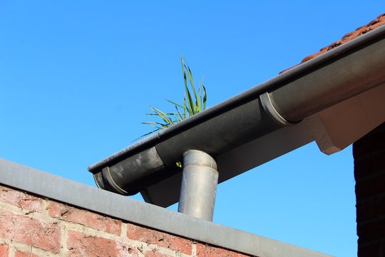Grasb&uuml;schel in der Dachrinne
