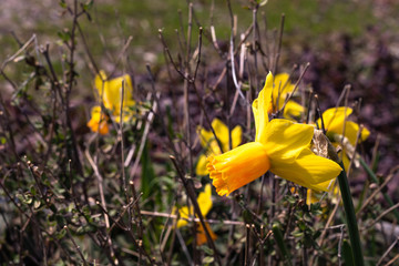 Single bright, happy, cheerful, yellow gold and orange special unique spring Easter daffodil bulb blooming in outside garden in springtime