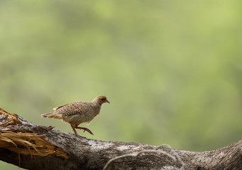 Grey francolin on a fallen tree at Ranthambore National Tiger Reserve