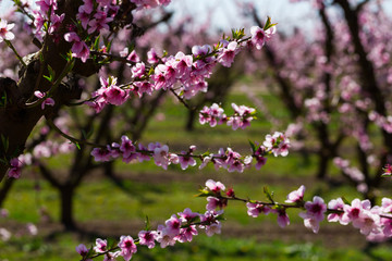 Naklejka premium Close-up of blossoming of peach in the fields and meadows