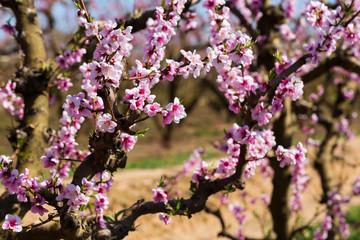 Close-up  blossoming of  peach  trees on a  meadows of Europe