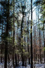  temperate broad-leaf forests in Poland