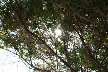 Fototapeta premium Árbol