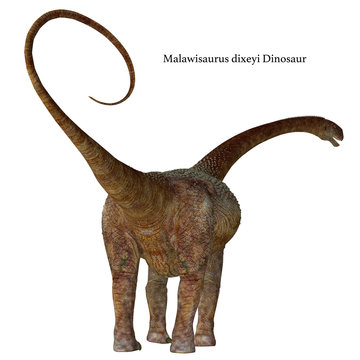 Malawisaurus Dinosaur Tail with Font - Malawisaurus was a herbivorous sauropod dinosaur that lived in Africa during the Cretaceous Period.