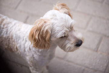 Little, lovely, fluffy, cute adult white and brown schnauzer dog is left alone at home. Concept of abandoned domestic animals and pets. Puppy is waiting for owner and feeling sad and depressed
