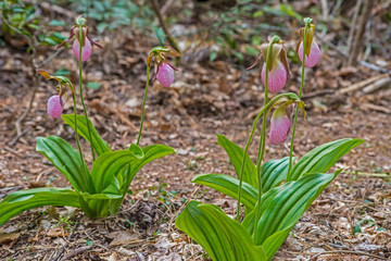 Cluster of pink Ladyslippers in bloom in the Smokies.