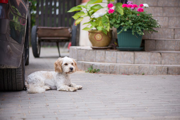 Little, lovely, fluffy, cute adult white and brown schnauzer dog is left alone at home. Concept of abandoned domestic animals and pets. Puppy is waiting for owner and feeling sad and depressed
