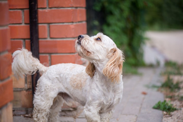 Little, lovely, fluffy, cute adult white and brown schnauzer dog is left alone at home. Concept of abandoned domestic animals and pets. Puppy is waiting for owner and feeling sad and depressed
