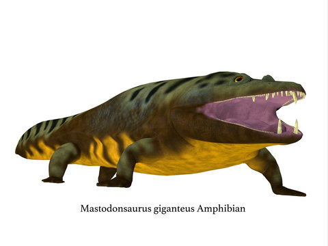 Mastodonsaurus Amphibian on White with Font - Mastodonsaurus was an aquatic carnivorous amphibian that lived in Europe during the Triassic Period.