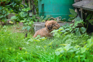 Little, lovely, fluffy, cute brown puppy is left alone on at home garden. Concept of abandoned domestic animals and pets. Curious, obedient dog. Concept of discovering the world, everything is new