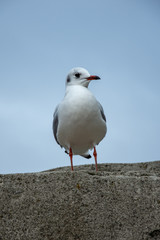 Fototapeta premium seagull on a rock 