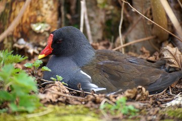 Close up sitting moorhen