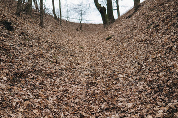 bottom of a gully with leaves