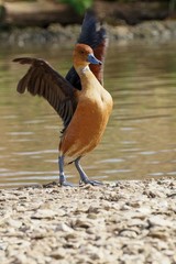 Wandering Whistling Duck