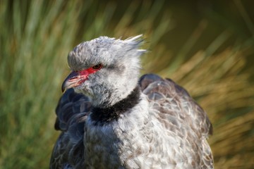 Close-up Crested Screamer