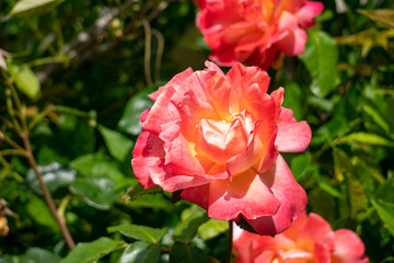 Red Rose Flower Close-up in Matamata in New Zealand