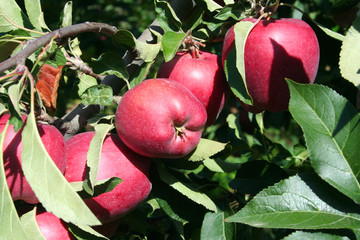 apple tree