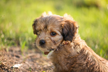 Naklejka na ściany i meble Little, lovely, fluffy, cute brown puppy playing outdoors with owner, obediently walking the first steps. Happy dog in the park or garden. Concept of discovering the world, everything is new 