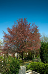 Herbstansichten auf dem Friedhof