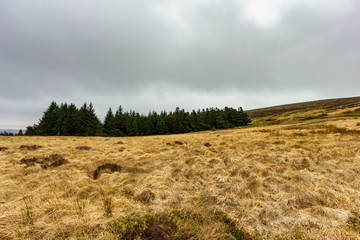 A view of a pine forest in the hill with yellowish vegetation around under a cloudy white sky
