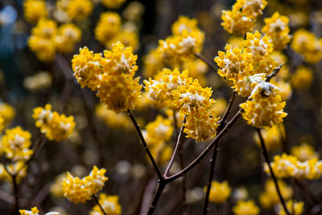 九重のミツマタ