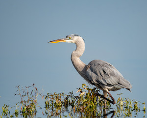 Great blue heron searching for food at the edge of a lake