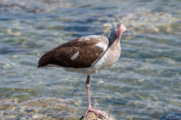 Young molting ibis standing on the edge of a lake