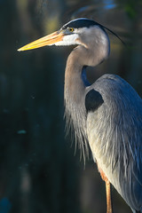 portrait of a great blue heron