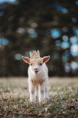 Nigerian Dwarf Doe Kid Dairy Goat in crown  © Casey