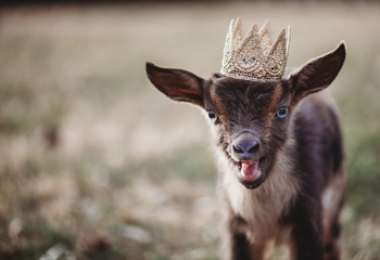 Nigerian Dwarf Doe Kid Dairy Goat in crown 
