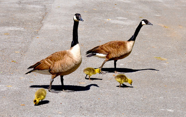 Fototapeta premium Canada goose family
