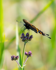 Swallow tail butterfly sitting on a flower