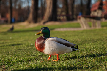 Mr duck