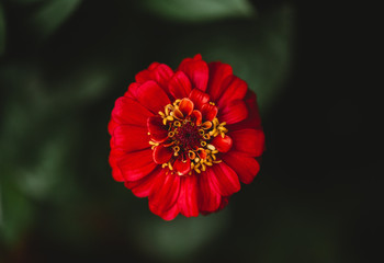 Red Flower