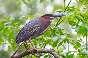 Green night heron searches for food