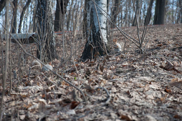 Moscow, Gorky Park, squirrel