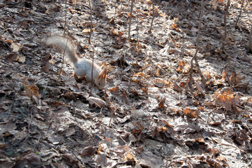 Moscow, Gorky Park, squirrel