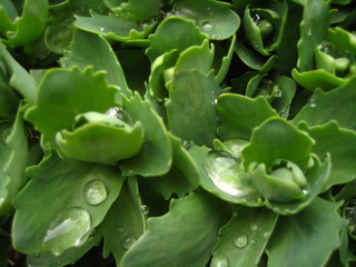  Green sedum leaves in the garden.