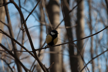 Moscow, spring, birds